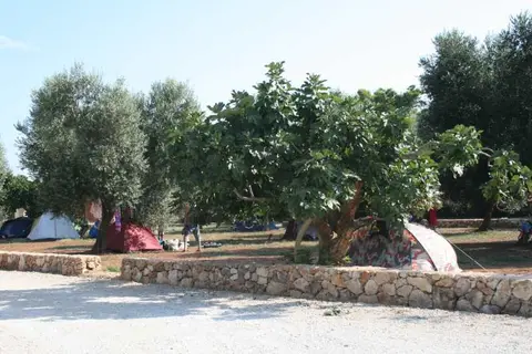 Le radici