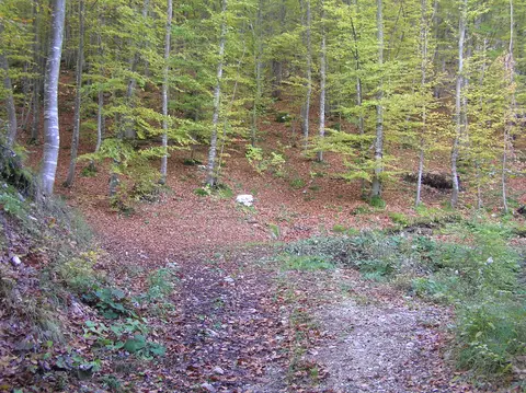 Campo Prada 1