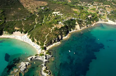 Laconella