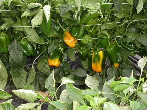 Agricampeggio Capo Scalambri
