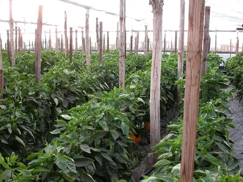Agricampeggio Capo Scalambri