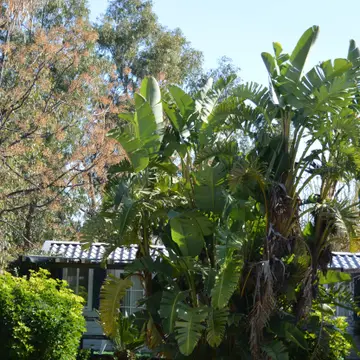Camping Salicà