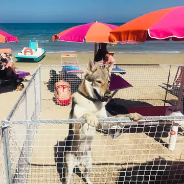 Camping Holiday