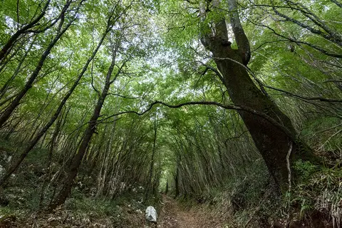 Foresteria Bosco delle Pianelle