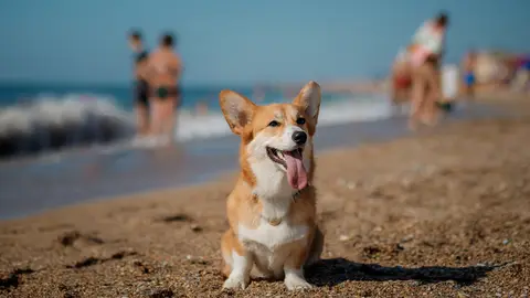 Free Beach