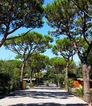 Dal Pino