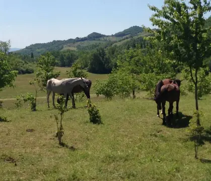Rio Verde
