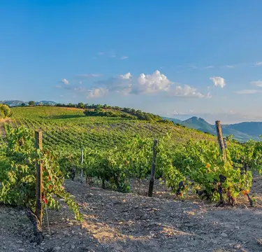 Flower Campings Camping Corse Torraccia