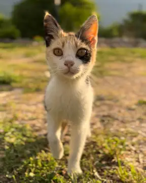 Autocamp Biokovo