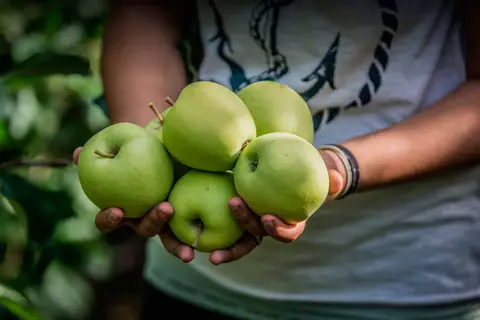 Agricampeggio L'albero delle mele