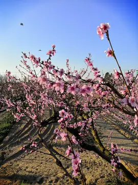 Agricampeggio da Scarpa