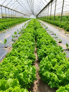 Agricampeggio da Scarpa