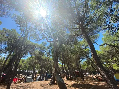 Agricampeggio La Pineta