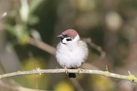 Naturblokken