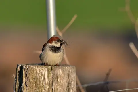 Naturblokken