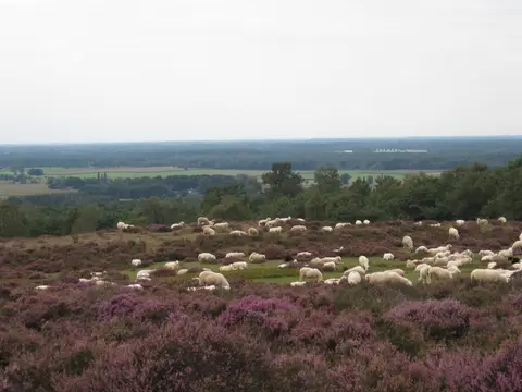 De Linderbeek