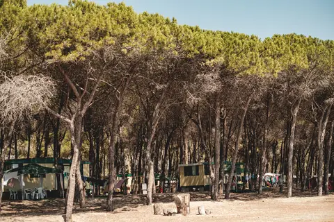 Cammello Grigio