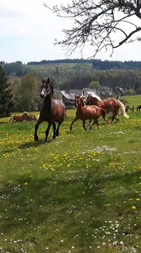 Heidehof Pistor