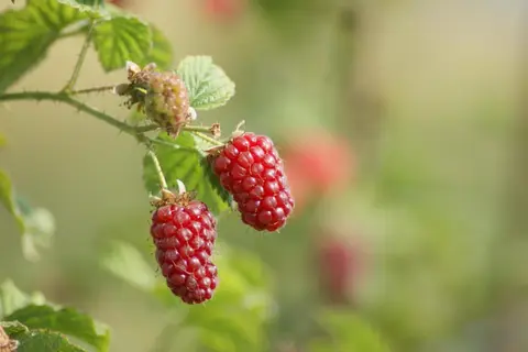 Agricampeggio Pane e Bellezza