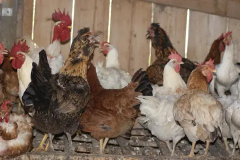 Agricampeggio Pane e Bellezza