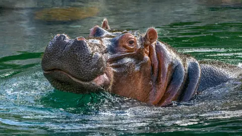 Safari Park
