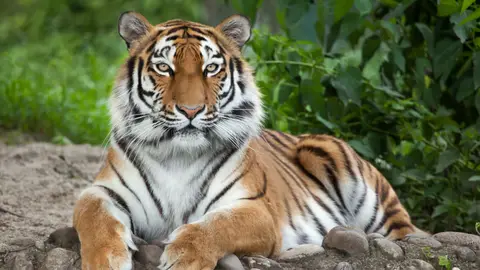 Safari Park