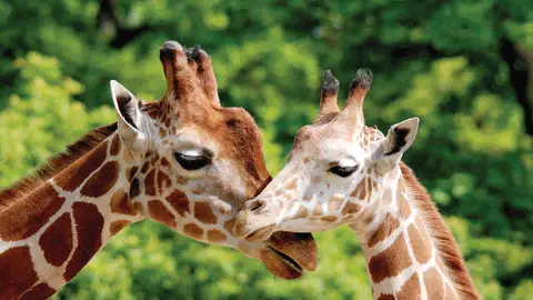 Safari Park
