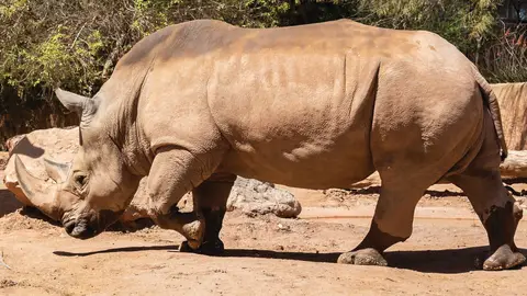 Safari Park