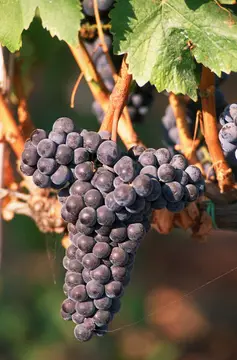 Agricampeggio Baratti