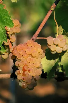 Agricampeggio Baratti