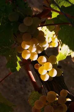 Agricampeggio Baratti