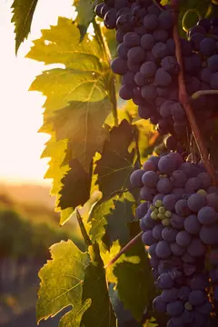 RV Penedès · Sant Martí Sarroca