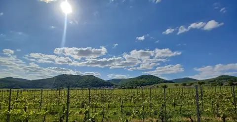 Wohnmobilstellplatz Weingut Schmitzer-Julier