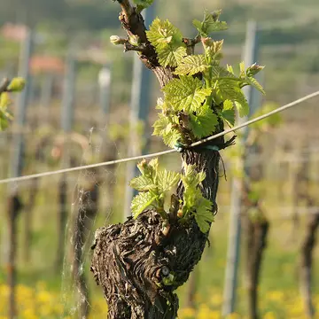Wohnmobilstellplatz Weingut Herrenbergerhof