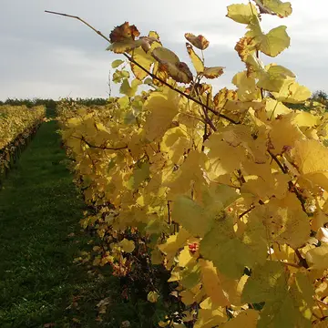 Wohnmobilstellplatz Weingut Herrenbergerhof