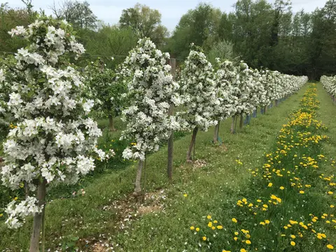 Wohnmobilstellplatz Weingut Seebach
