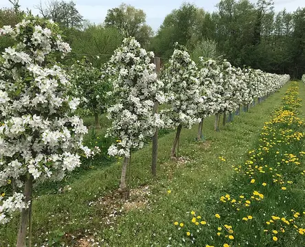 Wohnmobilstellplatz Weingut Seebach