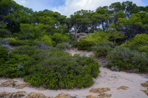 Las Palmeras