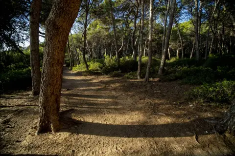 Las Palmeras