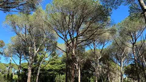 Camping Pla de la Torre