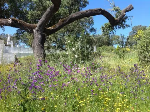 Camping Alentejo