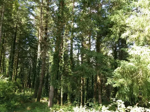 Camping Parc El Pont