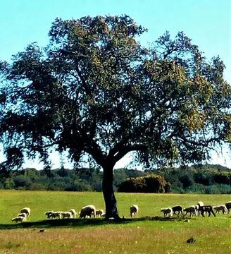 Camping Puro Alentejo