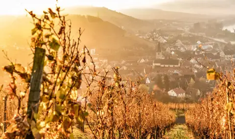 Weingut Schenk Obstgarten