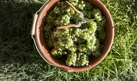 Weingut Schenk Obstgarten