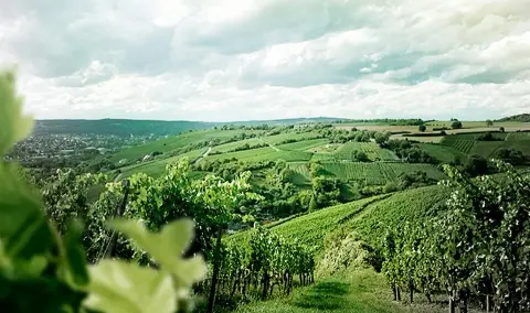 Weingut Schenk Obstgarten