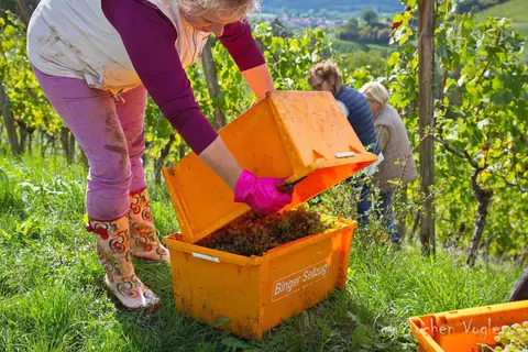 Weingut Lange Schloss Saaleck,