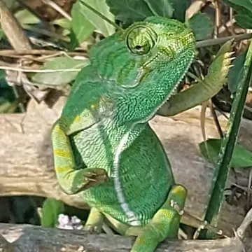 La Siesta de la Gaviota