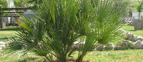 Camping la Rueda