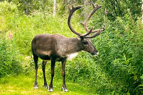 Galå Fjällgård